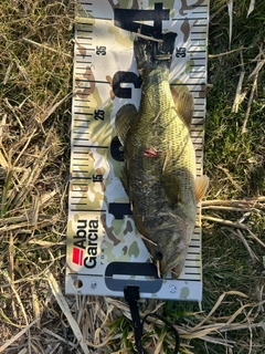 ラージマウスバスの釣果