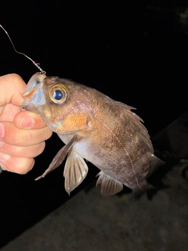メバルの釣果