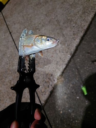 ウグイの釣果
