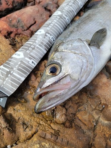 ヒラスズキの釣果