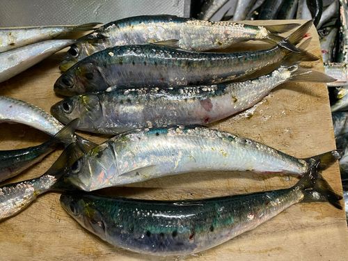 イワシの釣果