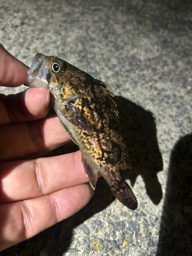 三陸海岸（岩手）の釣果・釣り場情報【2026年最新】 - アングラーズ