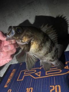 メバルの釣果