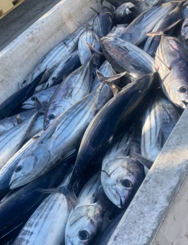 セイゴ（マルスズキ）の釣果