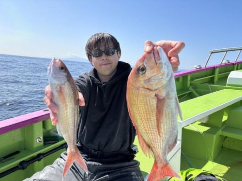 マダイの釣果