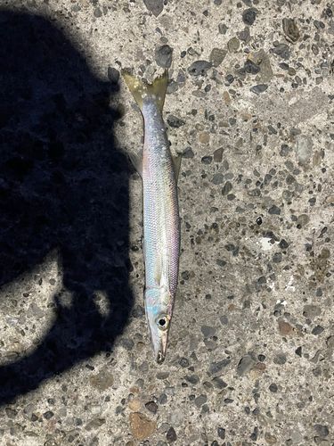 カマスの釣果