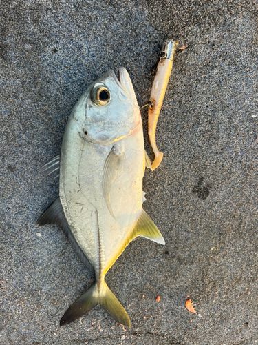 ロウニンアジの釣果