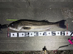 シーバスの釣果