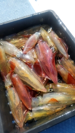 マルイカの釣果