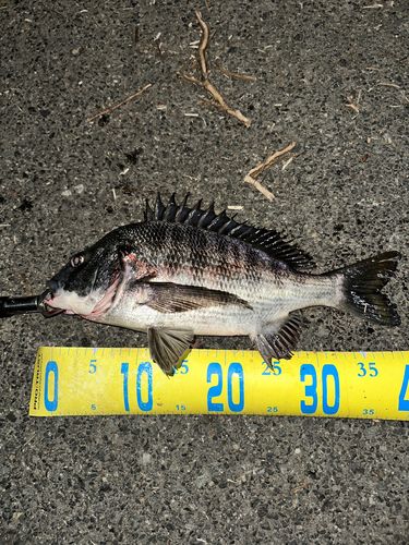 チヌの釣果