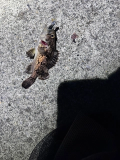 クロソイの釣果