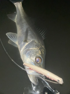 フッコ（マルスズキ）の釣果