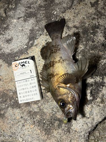 メバルの釣果
