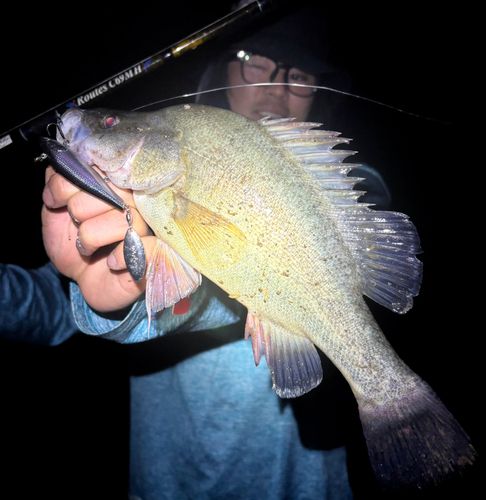荒川中流の釣果・釣り場情報【2026年最新】 - アングラーズ | 釣果600