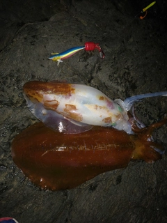 アオリイカの釣果