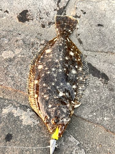 ヒラメの釣果