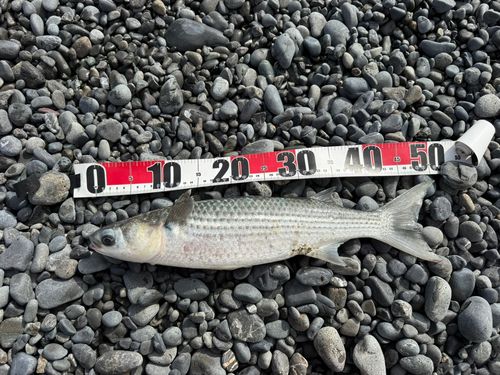 ボラの釣果