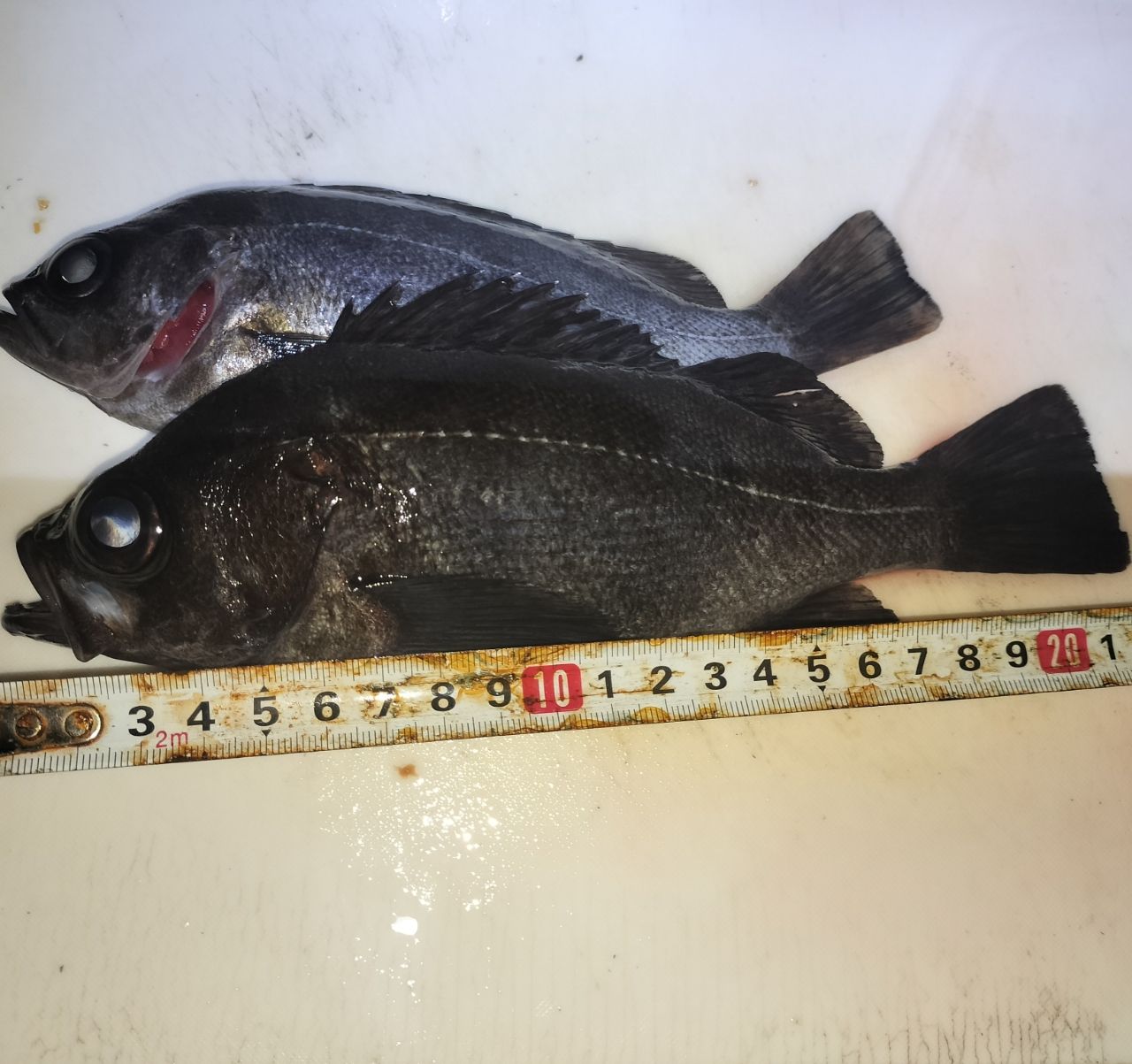AbuGarcia エラディケーター リアルフィネスの最安値・インプレ・釣果