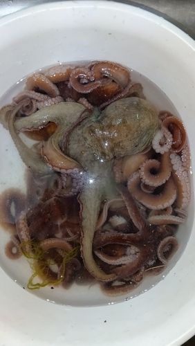 テナガダコの釣果