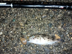釣果