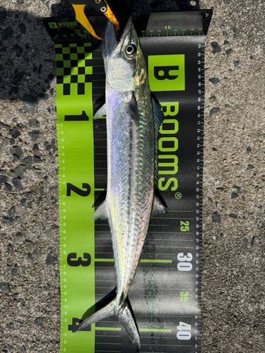 サゴシの釣果
