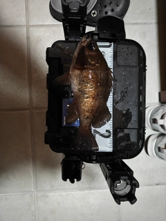 アカメバルの釣果