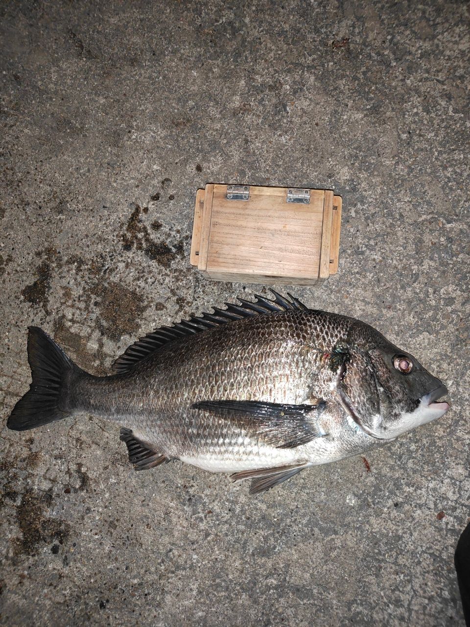 SHIMANO 20ボーダレス (ソリッドティップ仕様) 380MLS-Tの最安値