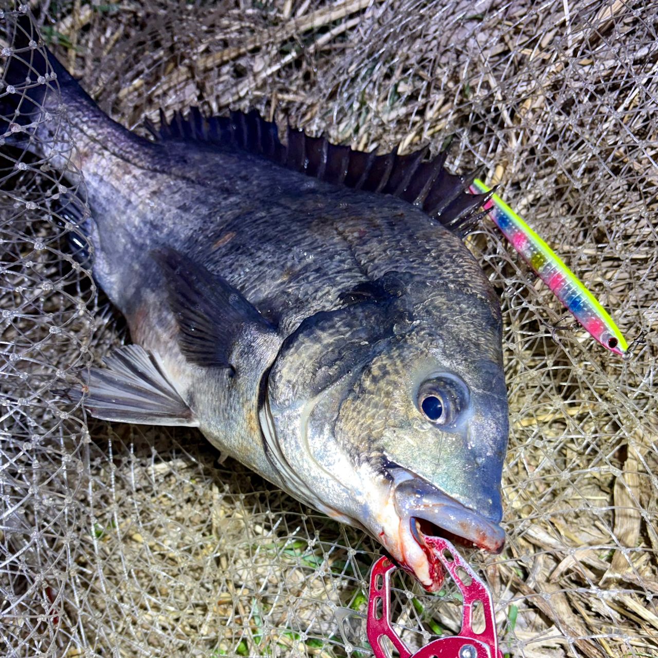 SHIMANO 23ディアルーナ S86L-Sの最安値・インプレ・釣果 | 本音の