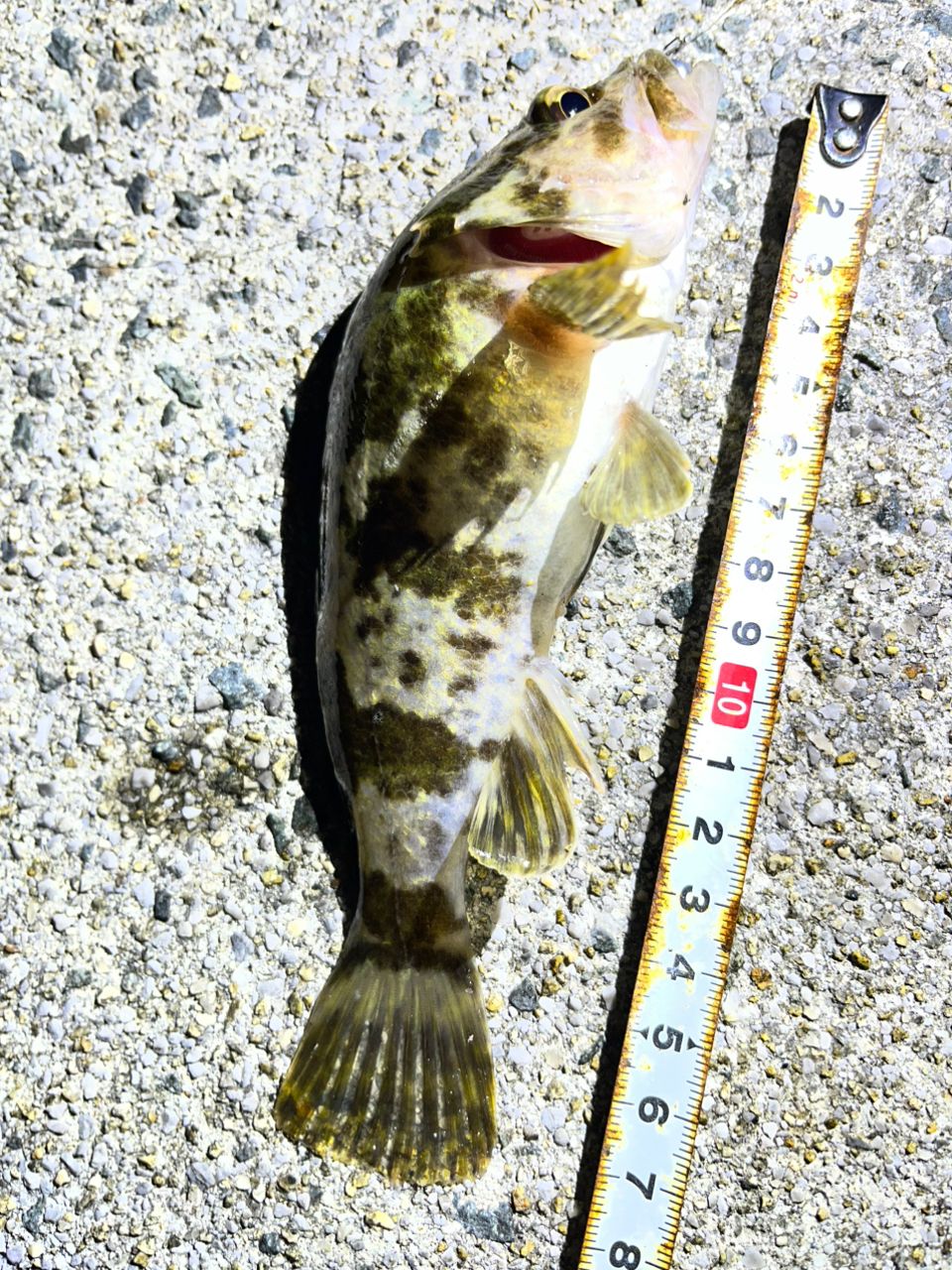 SHIMANO 18ソアレ BB C2000SSHGの最安値・インプレ・釣果 | 本音の