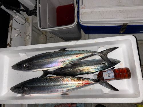 サワラの釣果