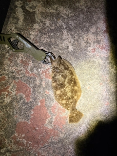 ソゲの釣果