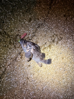 クロソイの釣果