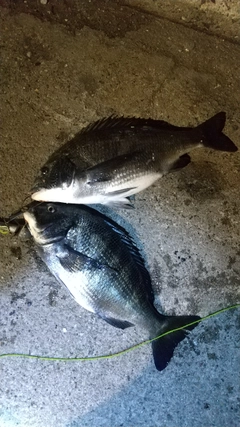 クロダイの釣果