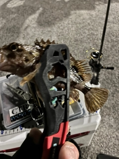 クロメバルの釣果