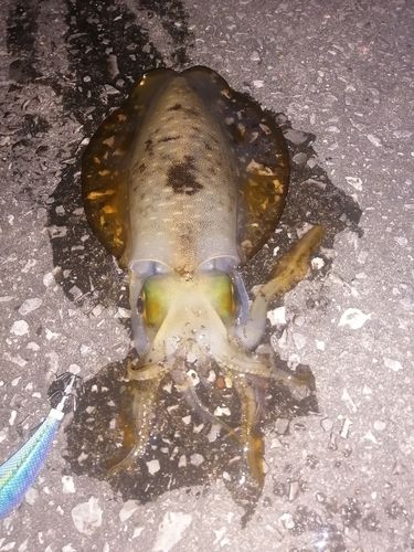 アオリイカの釣果