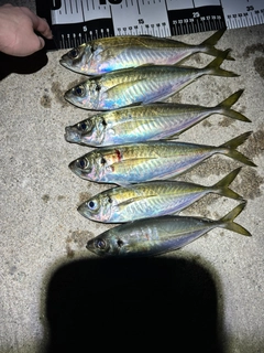マアジの釣果