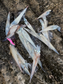 ヤリイカの釣果