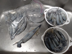 マメイカの釣果