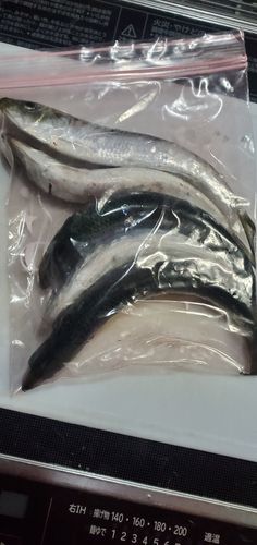 イワシの釣果