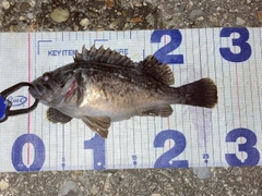 クロソイの釣果