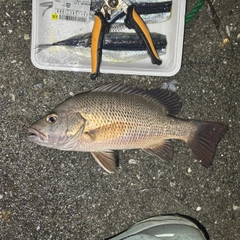 ゴマフエダイの釣果