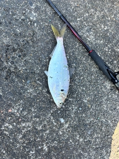 コノシロの釣果