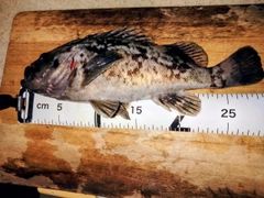 クロソイの釣果