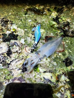 スルメイカの釣果