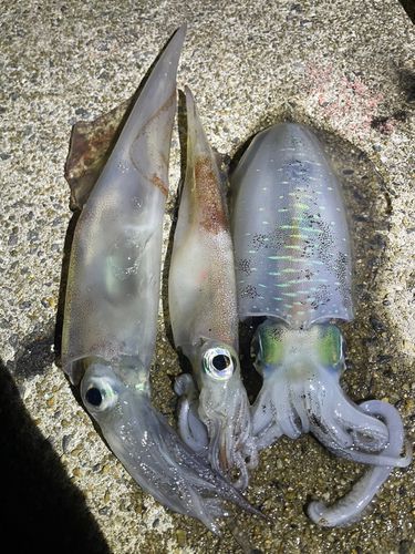ササイカの釣果