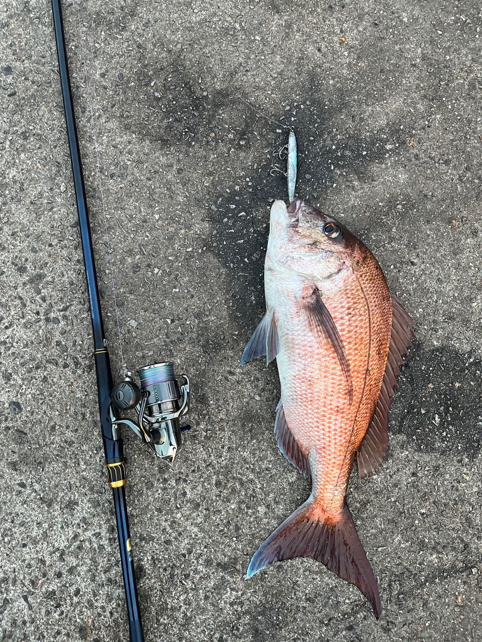 SHIMANO 23ネッサ リミテッド S110MH+の最安値・インプレ・釣果 | 本音