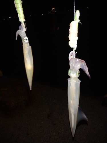 ヤリイカの釣果