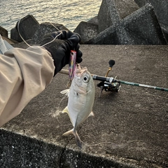 ギンガメアジの釣果