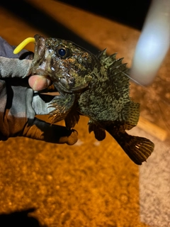 ムラソイの釣果