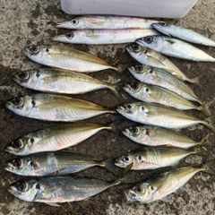 アジの釣果